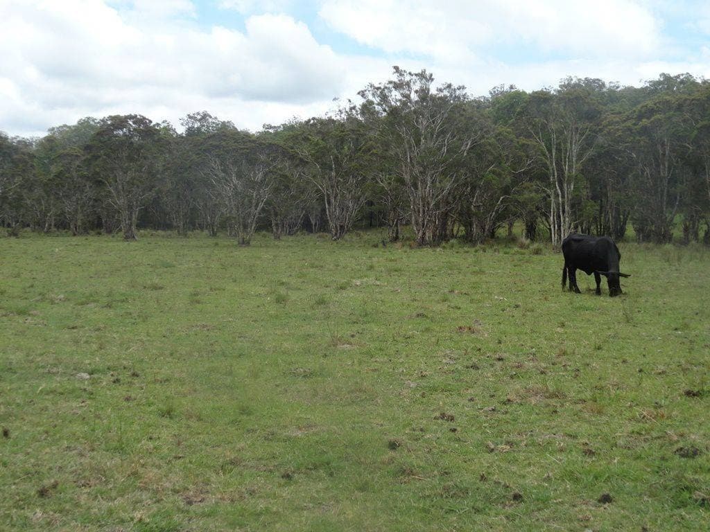 1440 DYRAABA ROAD St, Kyogle - Thumbnail 2