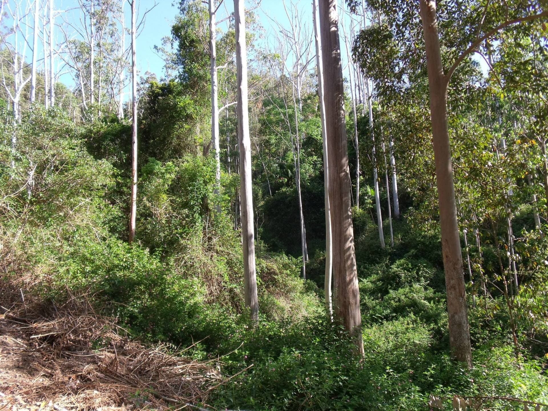 892 Turpentine Road, Kyogle - Thumbnail 6