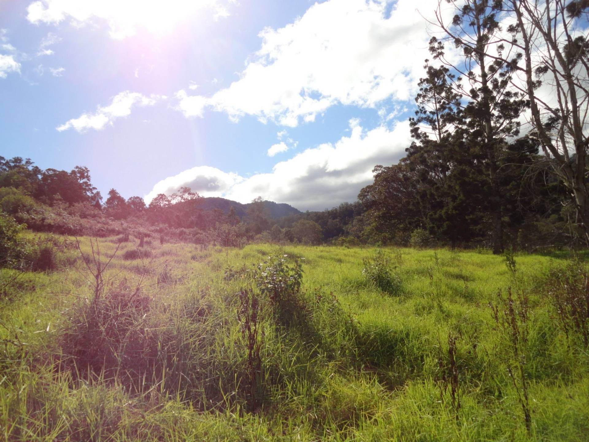 Lot 14 Gradys Creek Road, Kyogle - Thumbnail 2