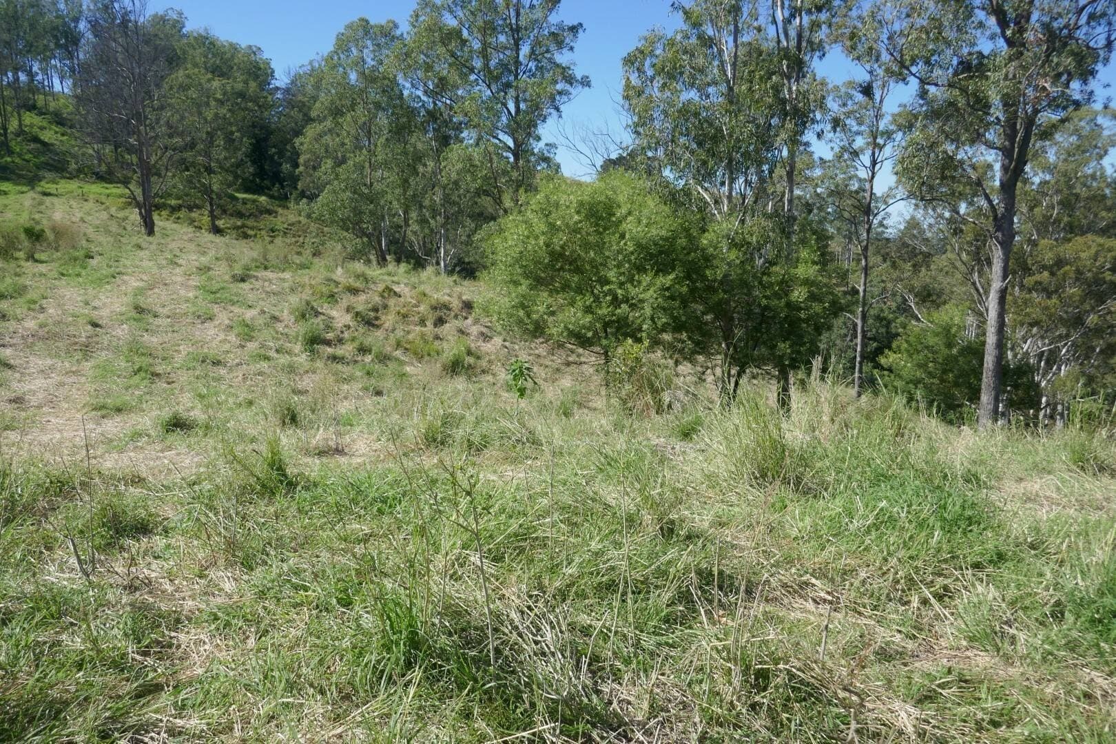 Lot 12 Ghinni Ghi Road, Kyogle - Image 1