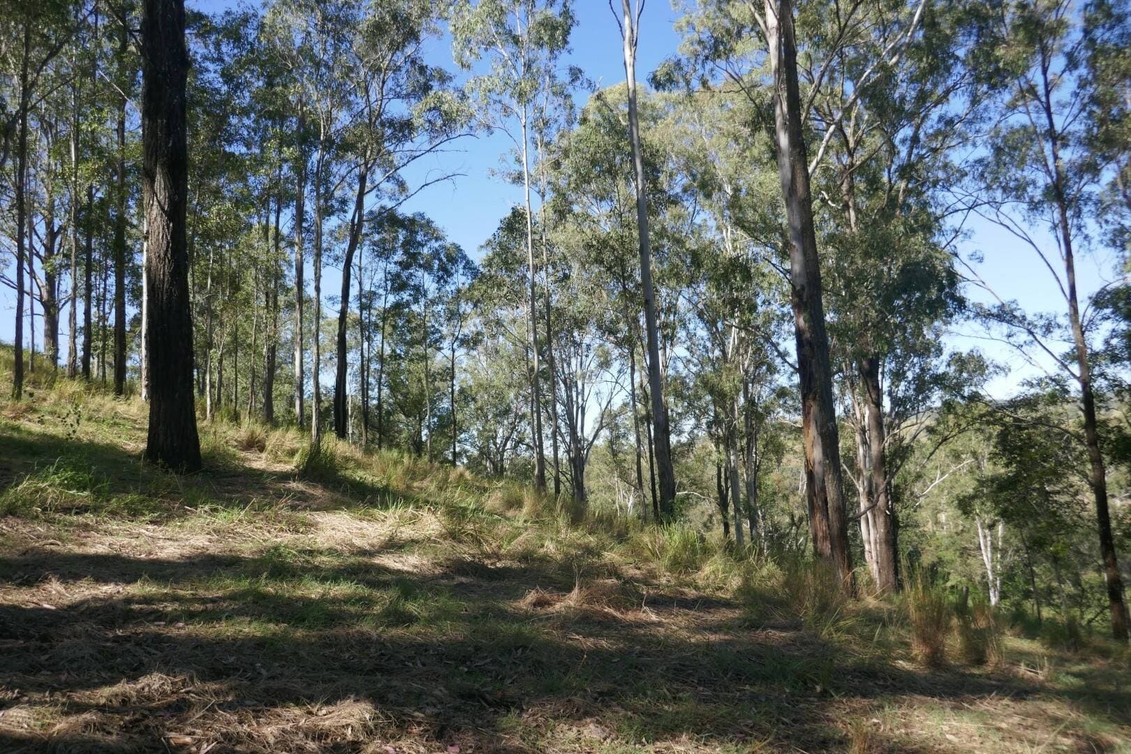 Lot 12 Ghinni Ghi Road, Kyogle - Thumbnail 4