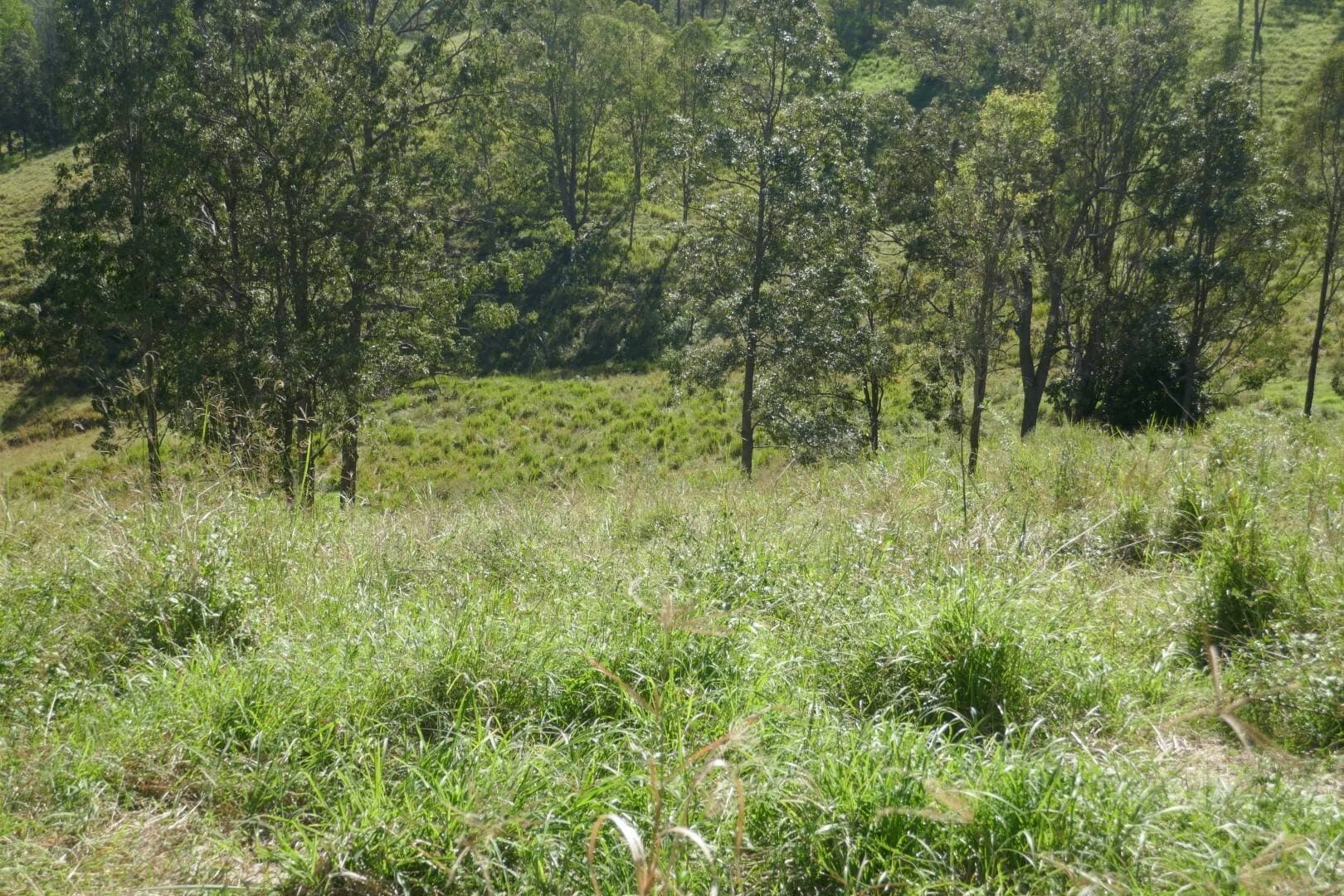 Lot 12 Ghinni Ghi Road, Kyogle - Thumbnail 7