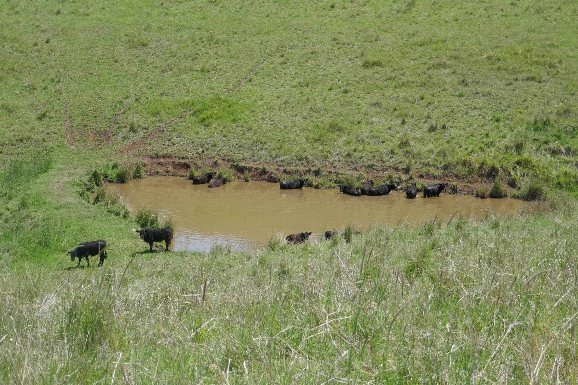 36 Chisholm Court, Kyogle - Thumbnail 4