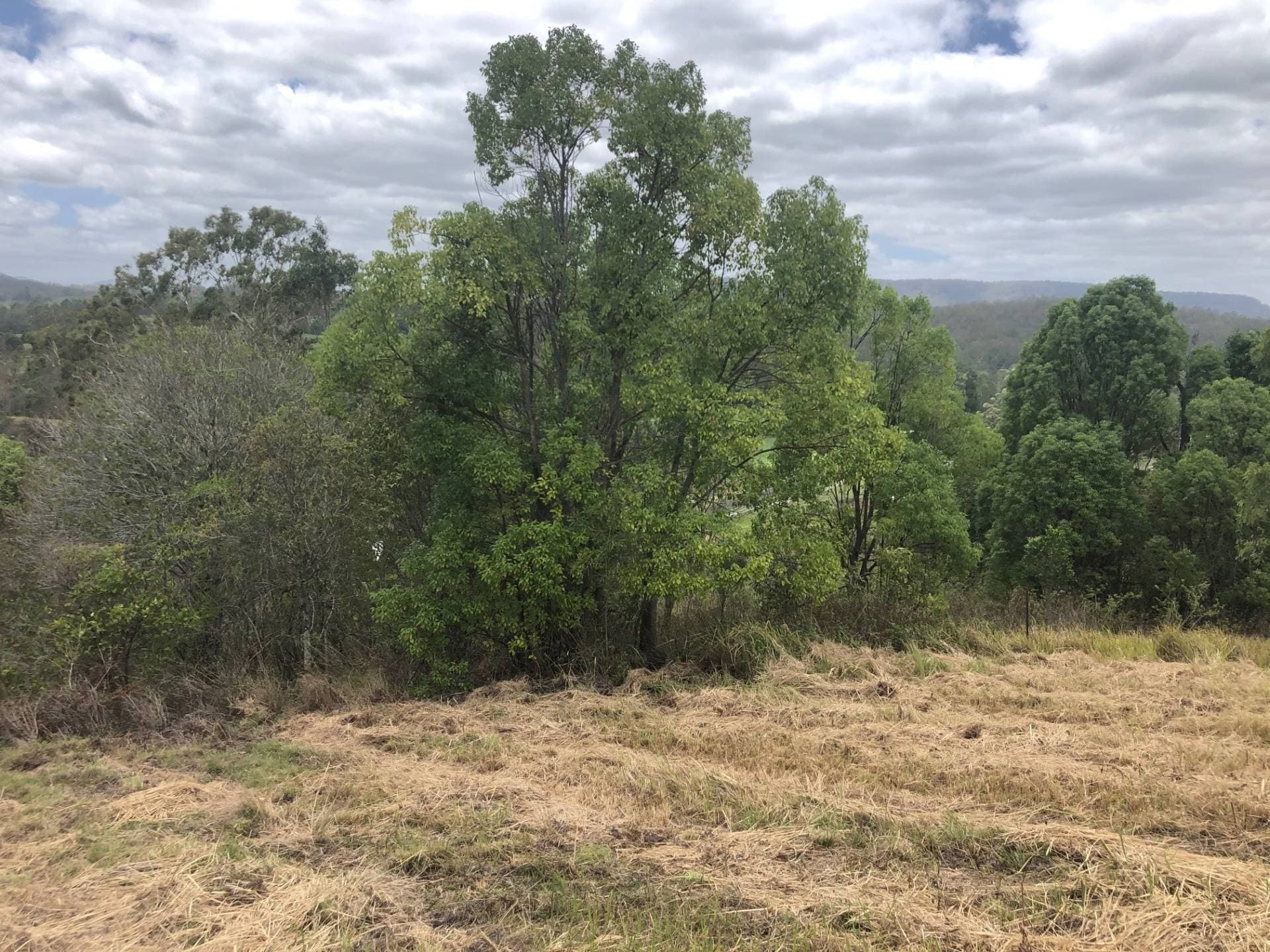 21 Bluegum Place, Cawongla, Kyogle - Thumbnail 6