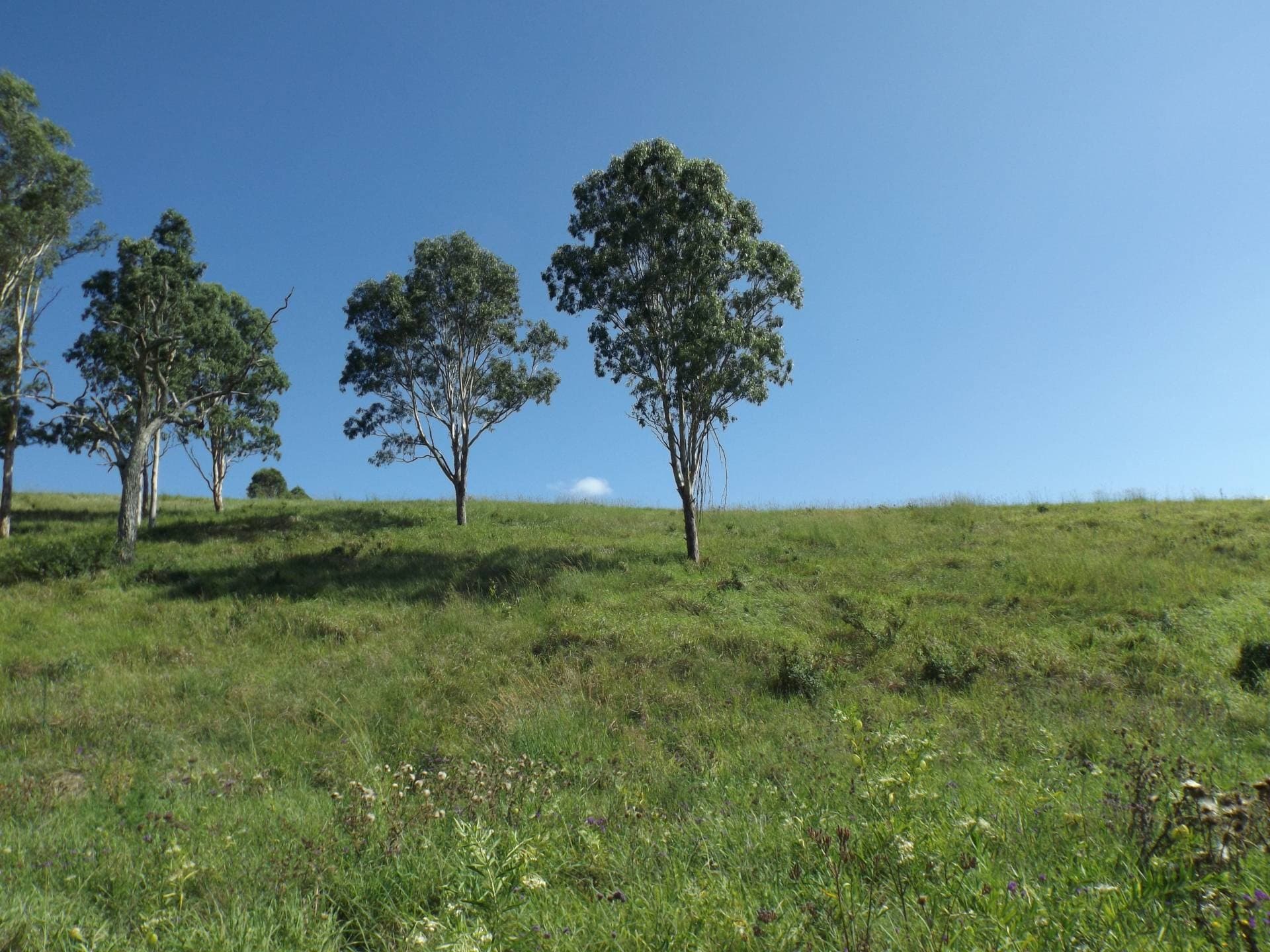 1185 Collins Creek Rd, Kyogle - Image 1