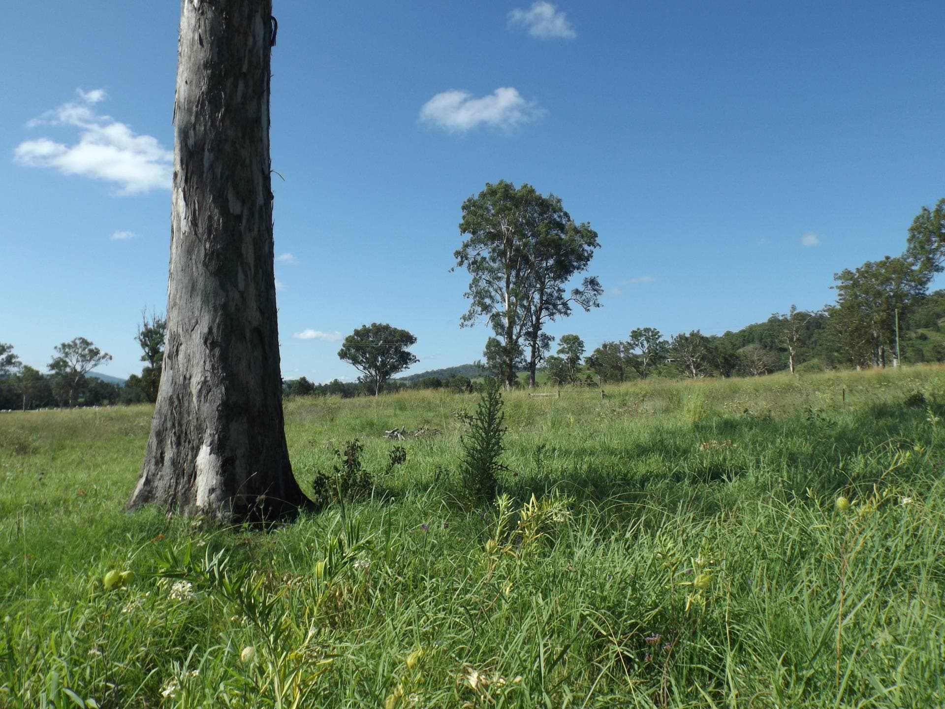 1185 Collins Creek Rd, Kyogle - Thumbnail 3