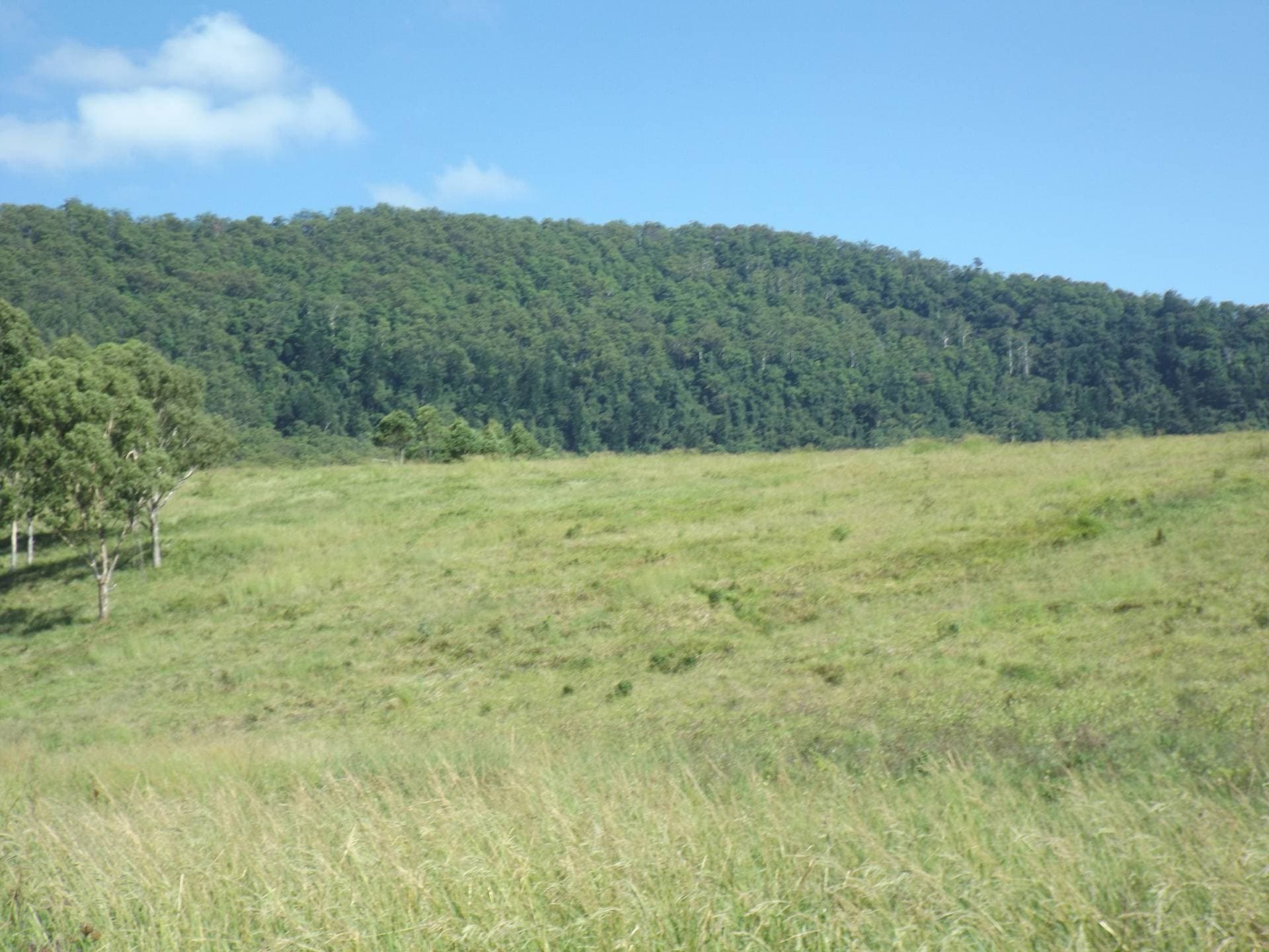 1185 Collins Creek Rd, Kyogle - Thumbnail 6