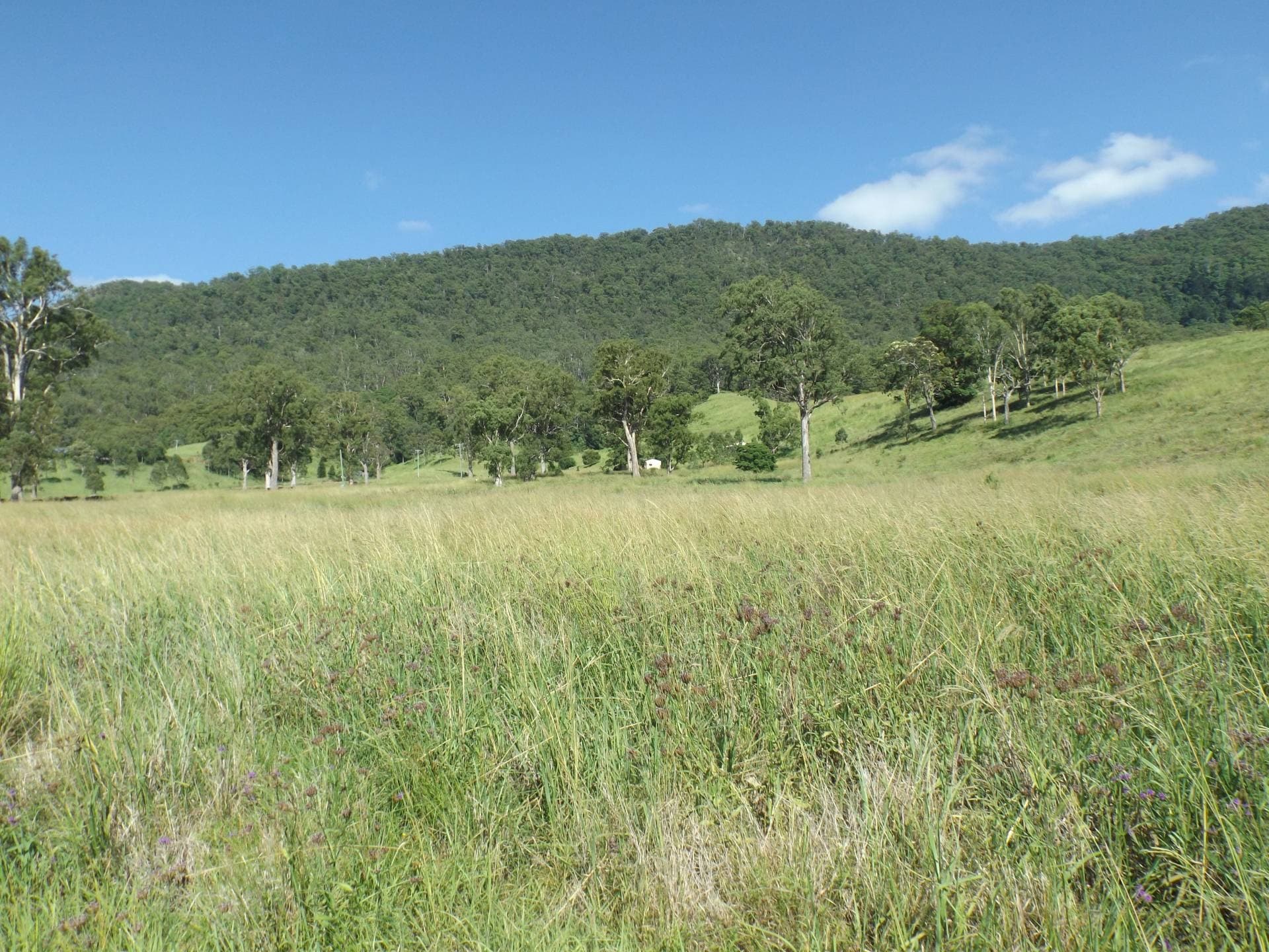 1185 Collins Creek Rd, Kyogle - Thumbnail 8