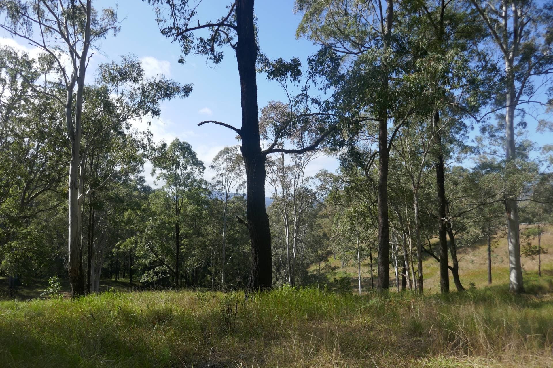 136 Forest Road, Lynchs Cr, Kyogle - Thumbnail 5