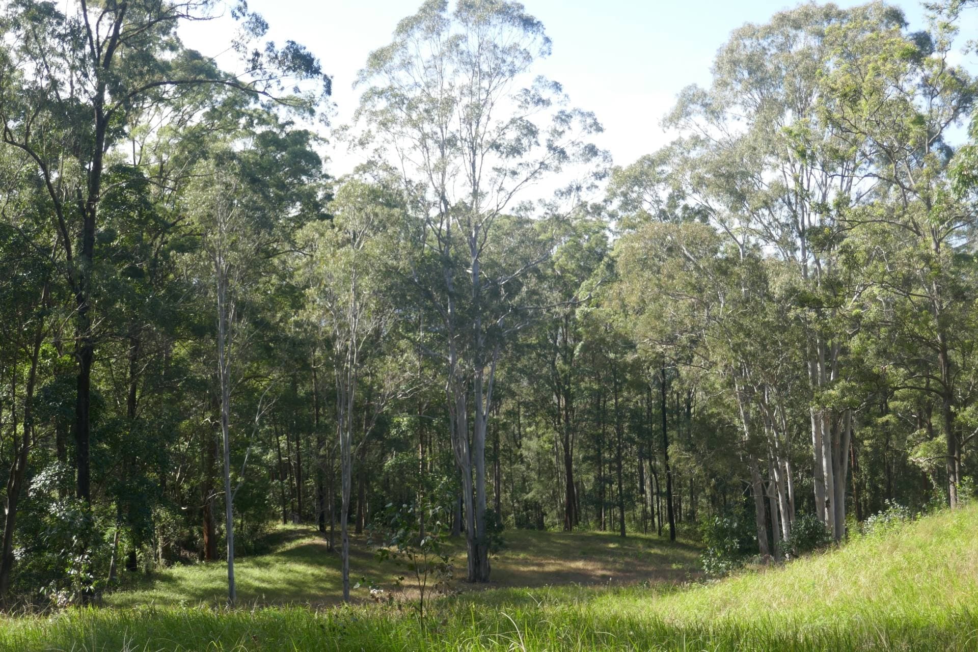 136 Forest Road, Lynchs Cr, Kyogle - Thumbnail 6