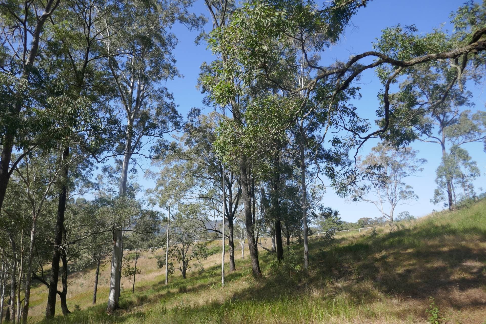 136 Forest Road, Lynchs Cr, Kyogle - Thumbnail 7