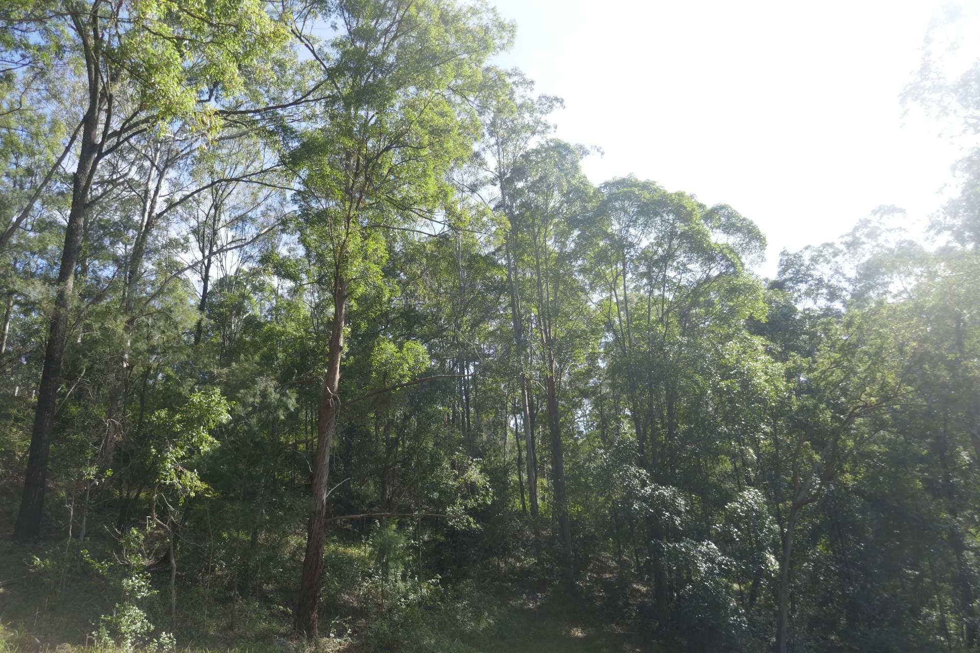 136 Forest Road, Lynchs Cr, Kyogle - Thumbnail 8