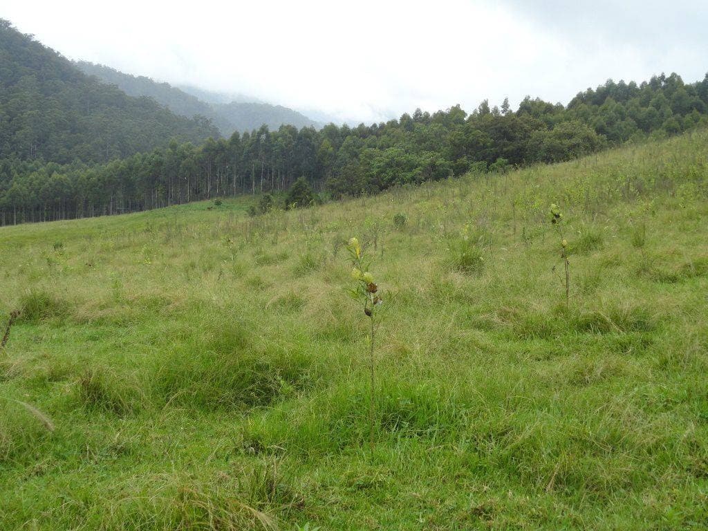 250 WARRAZAMBIL CREEK ROAD St, Kyogle - Thumbnail 2