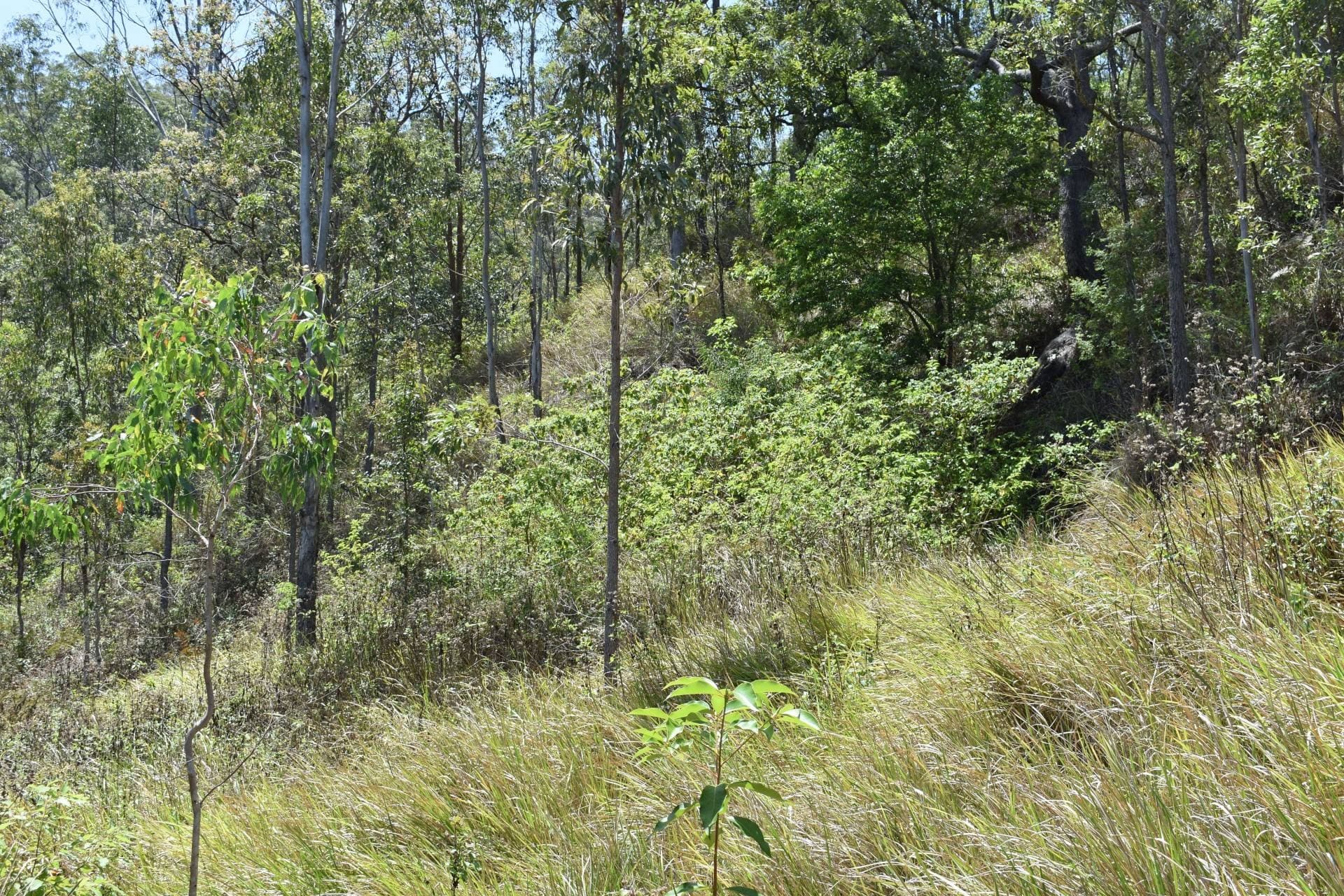 Lot 11 Blackhorse Creek, Kyogle - Thumbnail 6