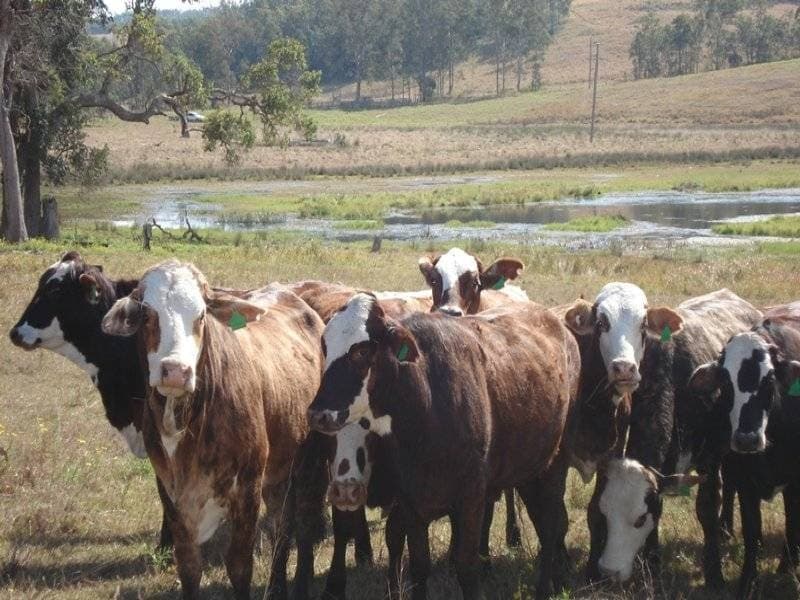 L105 Dyraaba Road, Kyogle - Thumbnail 4