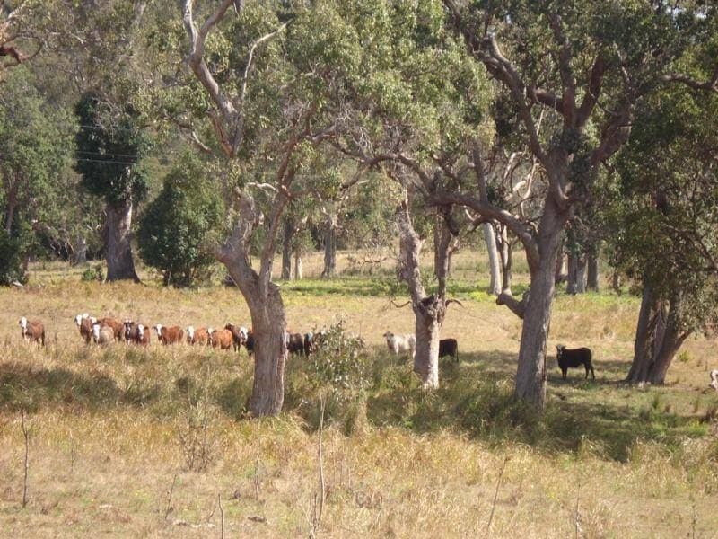 L105 Dyraaba Road, Kyogle - Thumbnail 6