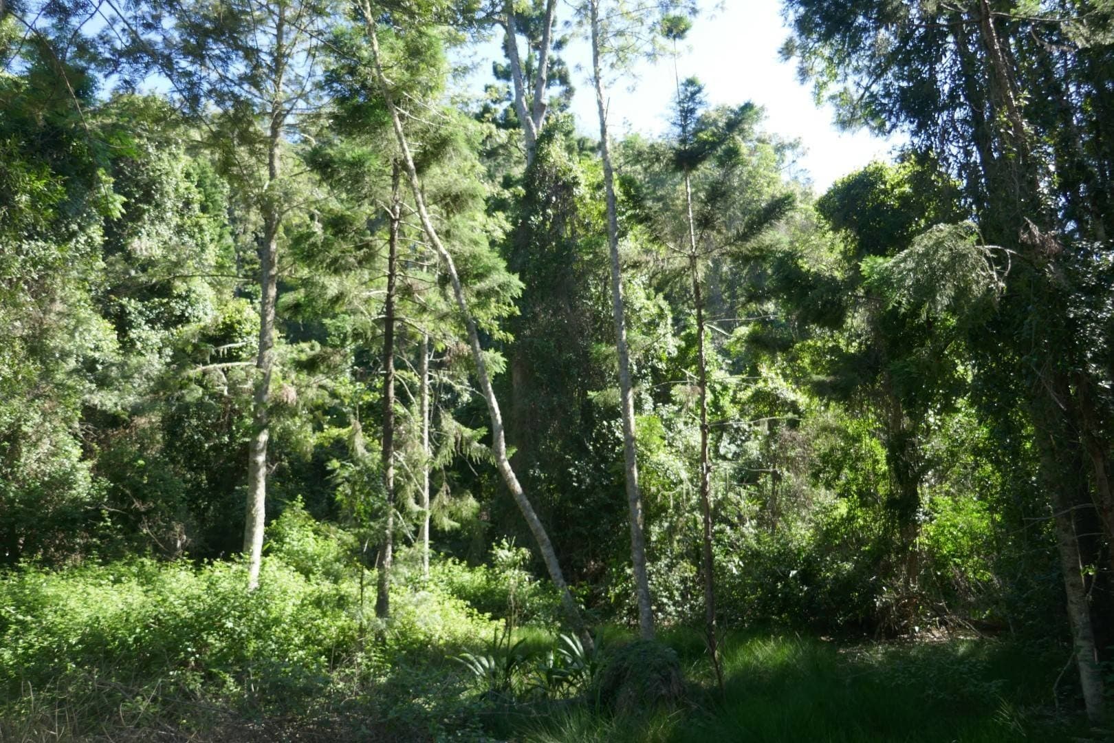 450 Sykes Gap Road, Tenterfield - Thumbnail 5
