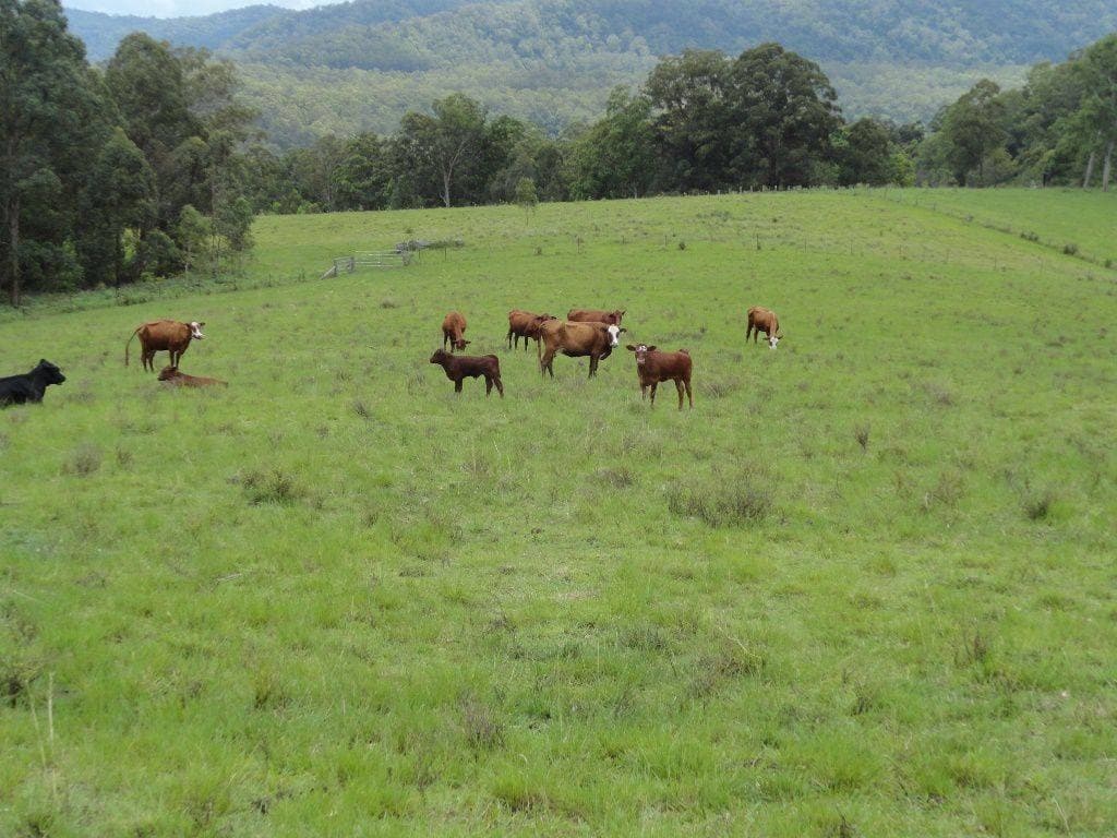 1146 Lynchs Creek Road, Kyogle - Image 1