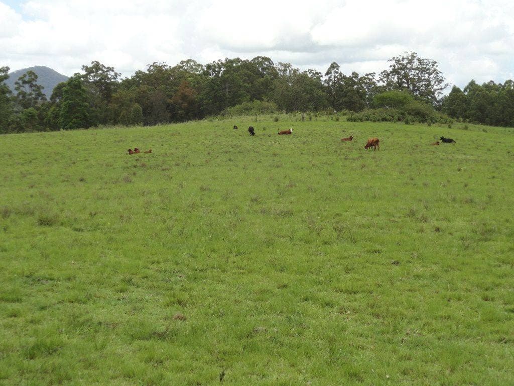 1146 Lynchs Creek Road, Kyogle - Thumbnail 4