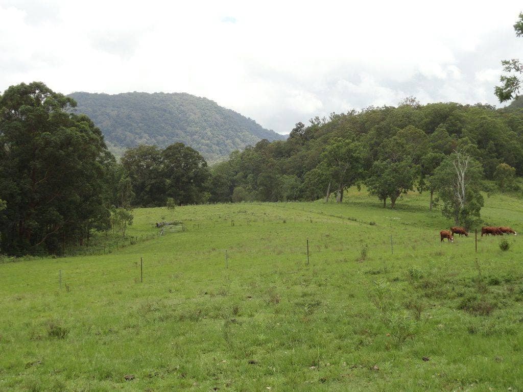 1146 Lynchs Creek Road, Kyogle - Thumbnail 6