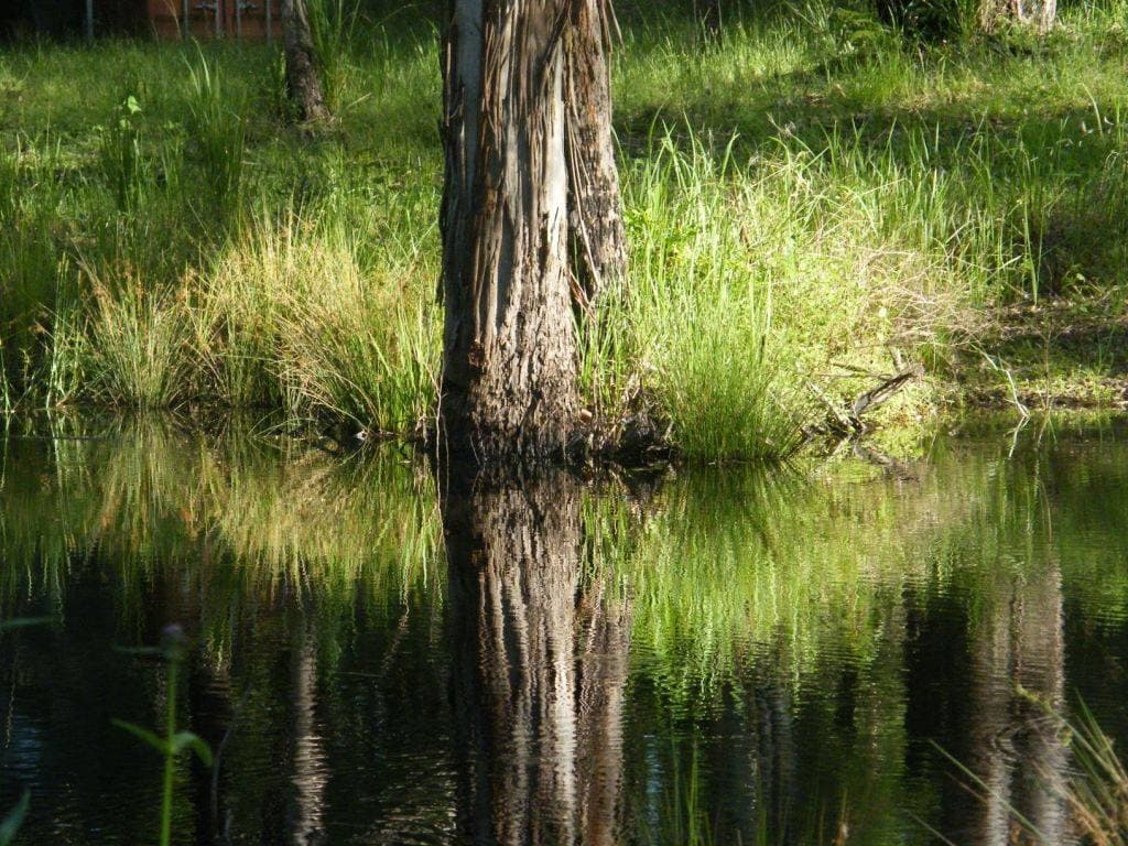 1347 GRADYS CREEK ROAD St, Kyogle - Thumbnail 2