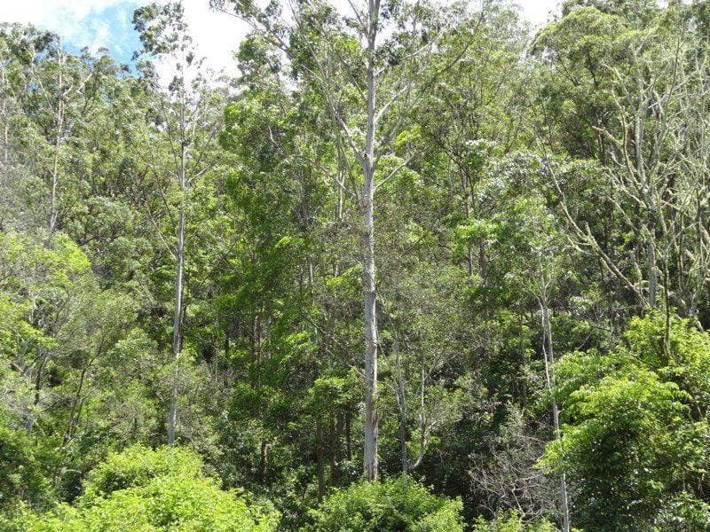 1347 GRADYS CREEK ROAD St, Kyogle - Thumbnail 3