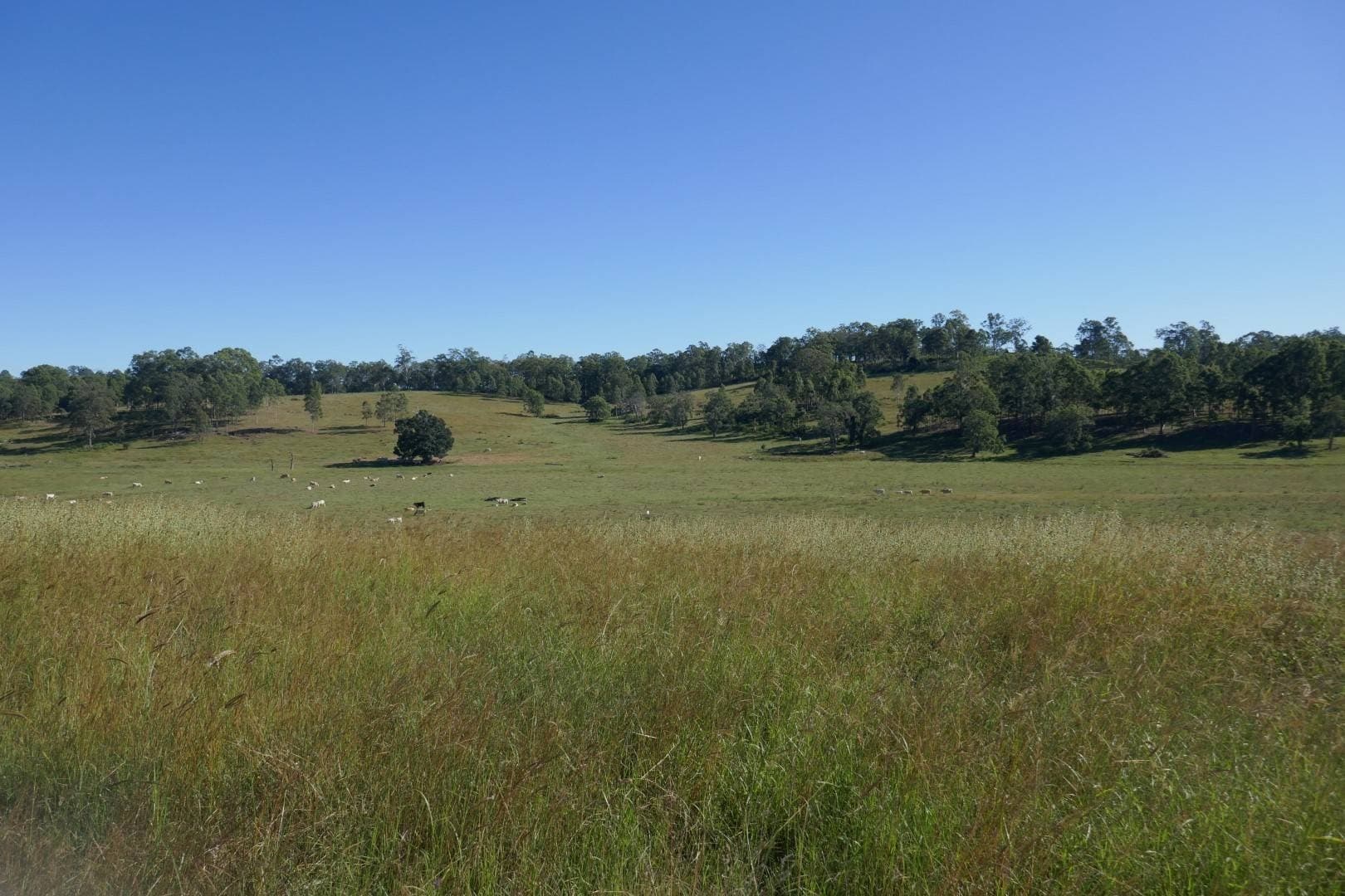 Lot 10 Old Dyraaba Road, Casino - Image 1