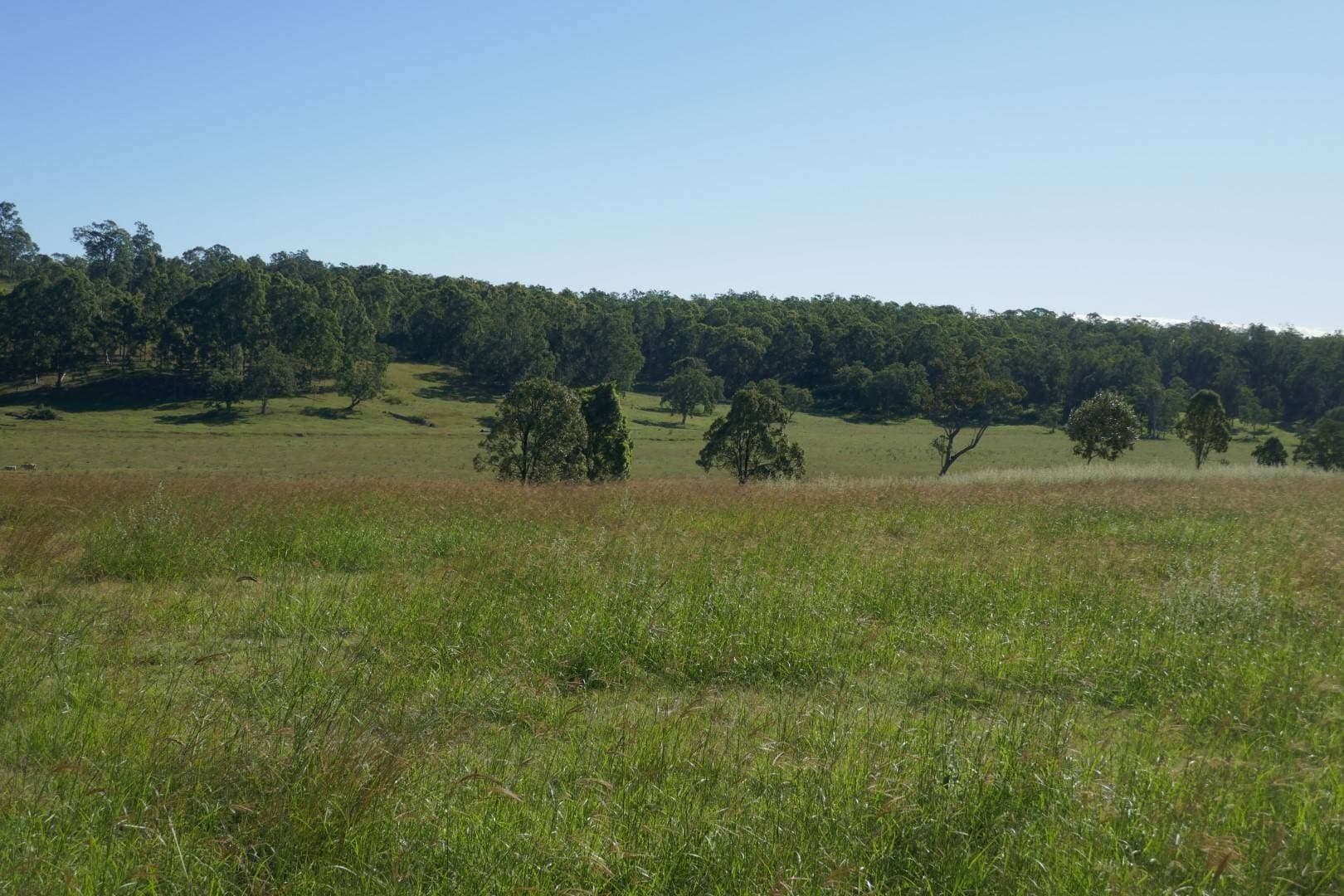 Lot 10 Old Dyraaba Road, Casino - Thumbnail 2