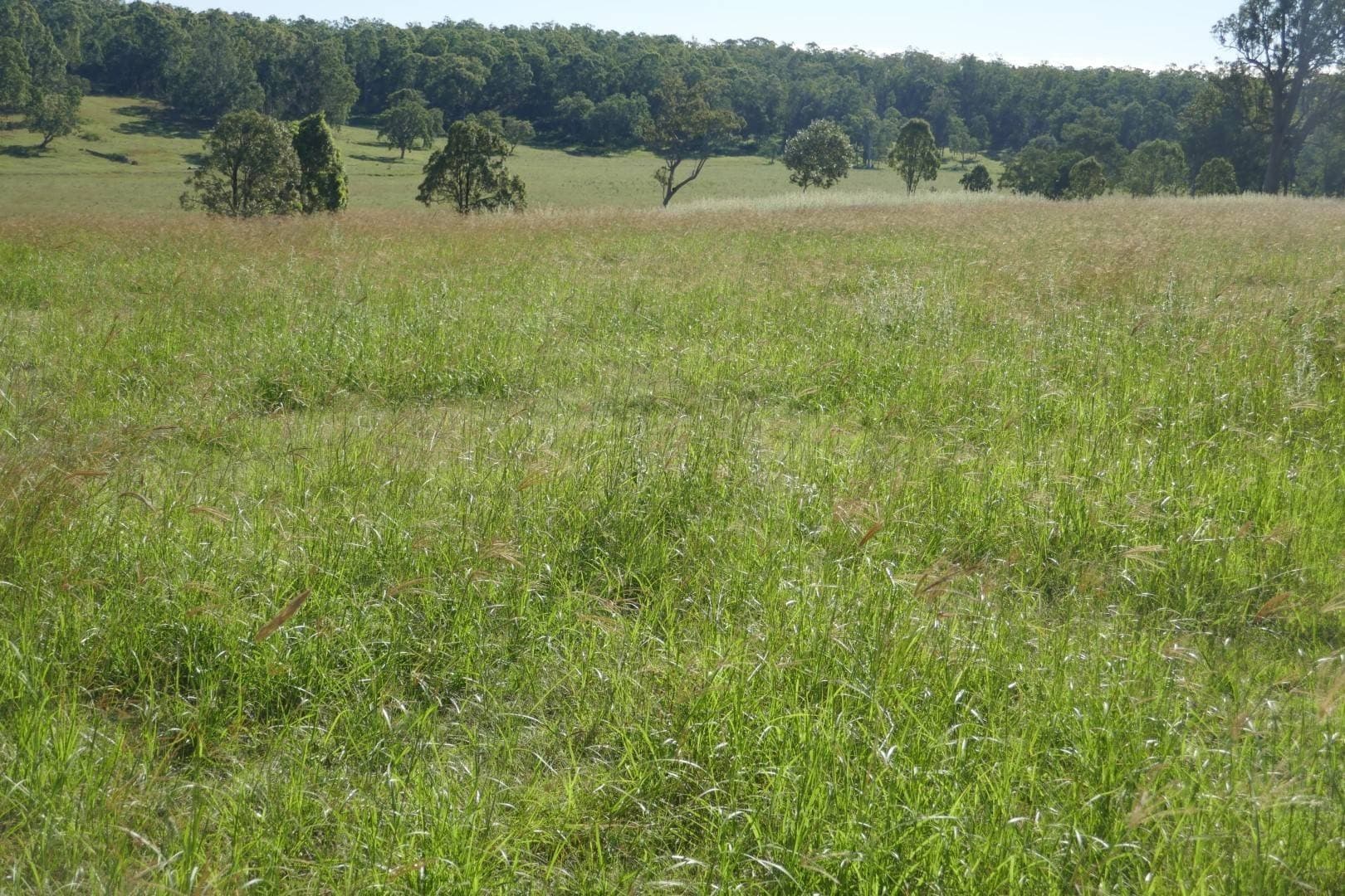 Lot 10 Old Dyraaba Road, Casino - Thumbnail 3