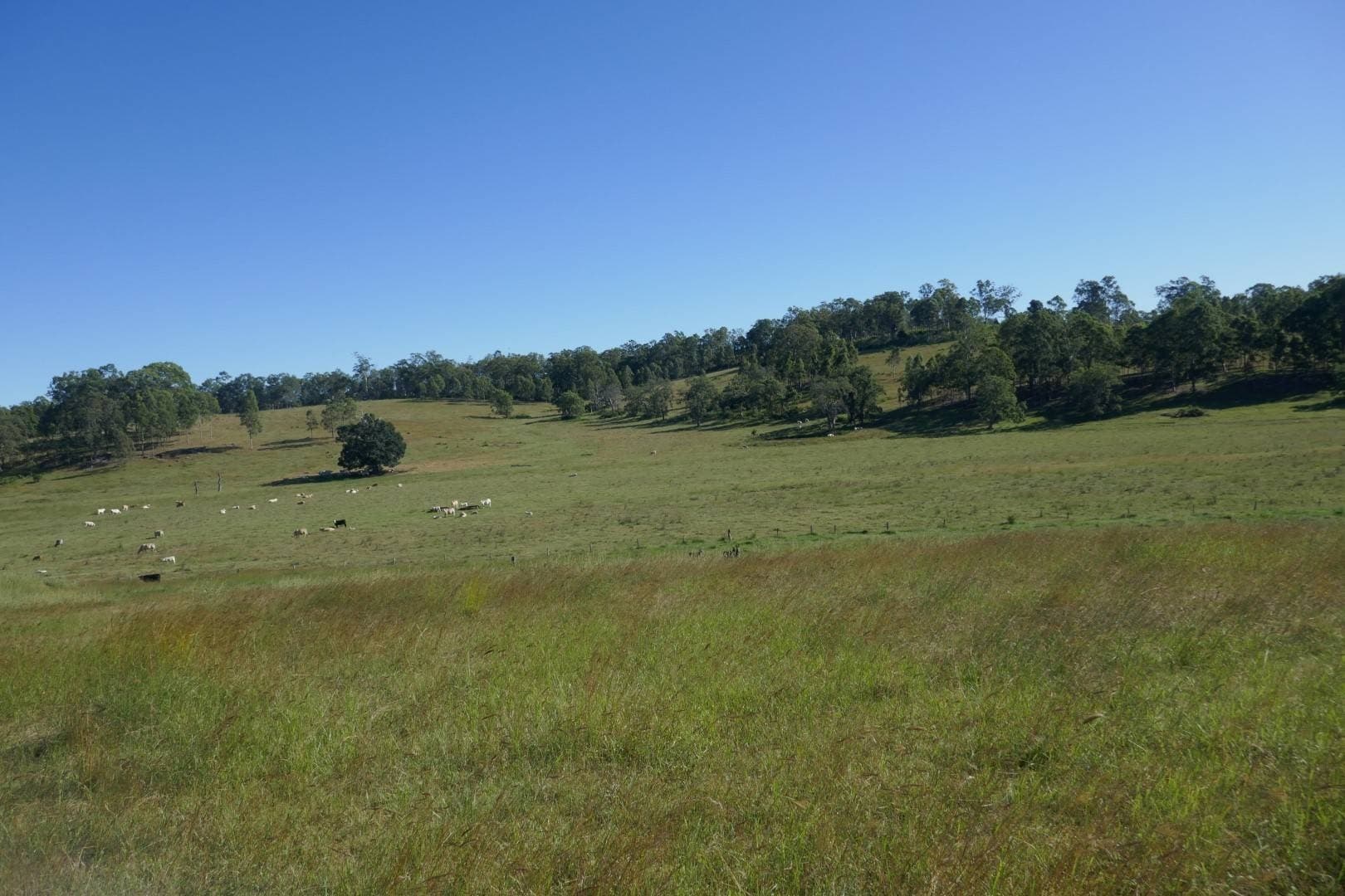 Lot 10 Old Dyraaba Road, Casino - Thumbnail 4