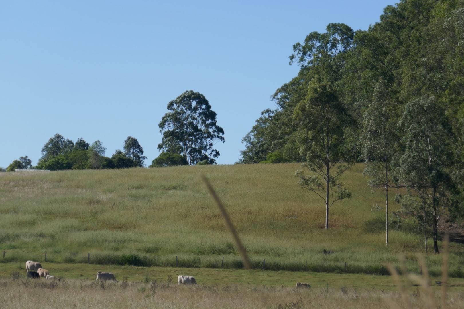 Lot 10 Old Dyraaba Road, Casino - Thumbnail 7