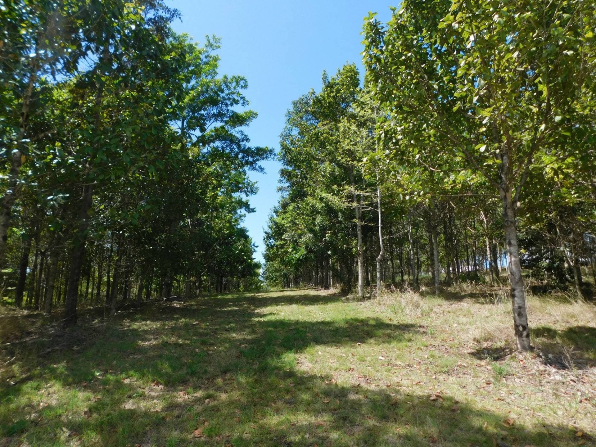 104 DAVIS ROAD, Kyogle - Thumbnail 4