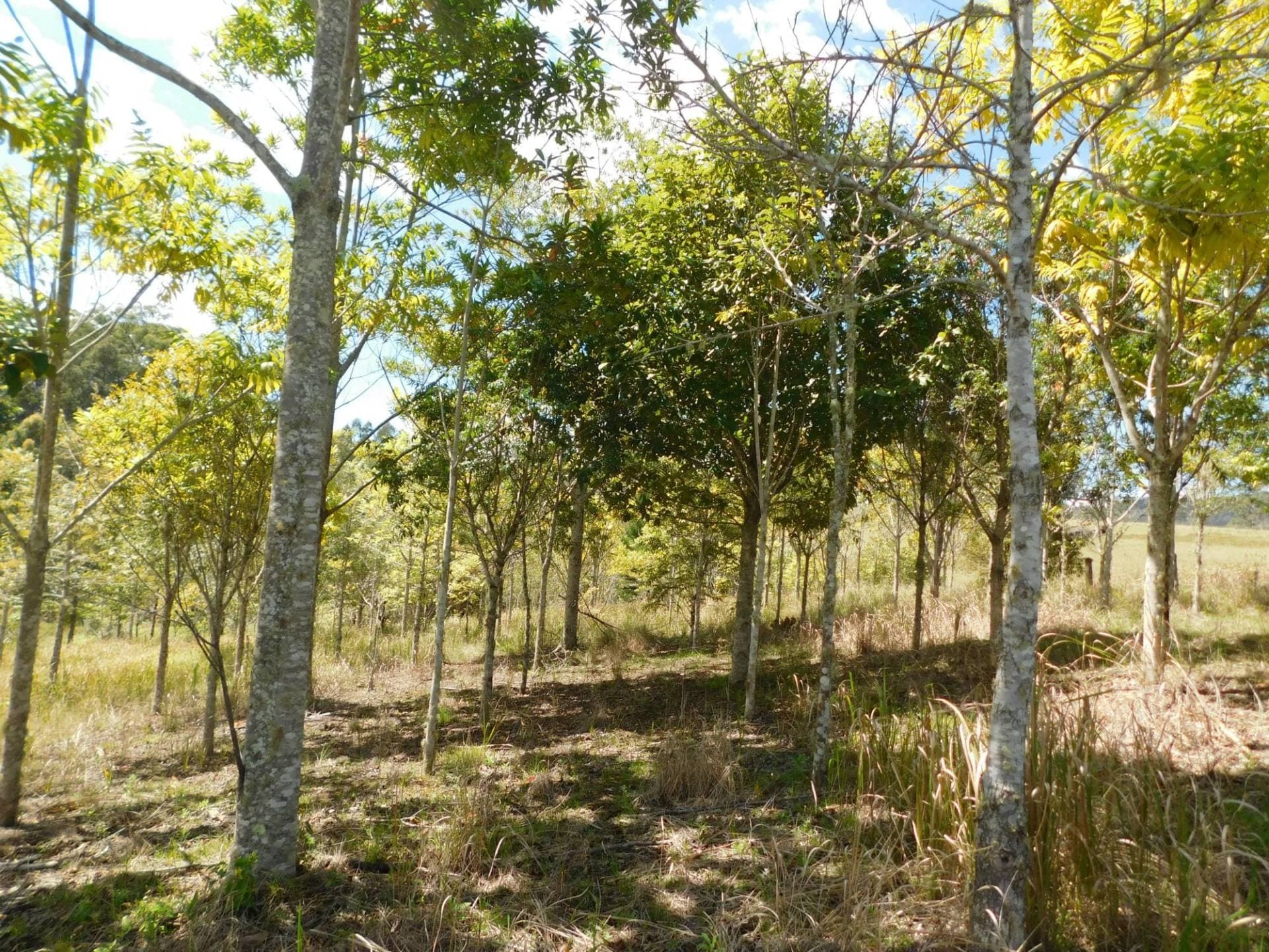 104 DAVIS ROAD, Kyogle - Thumbnail 8