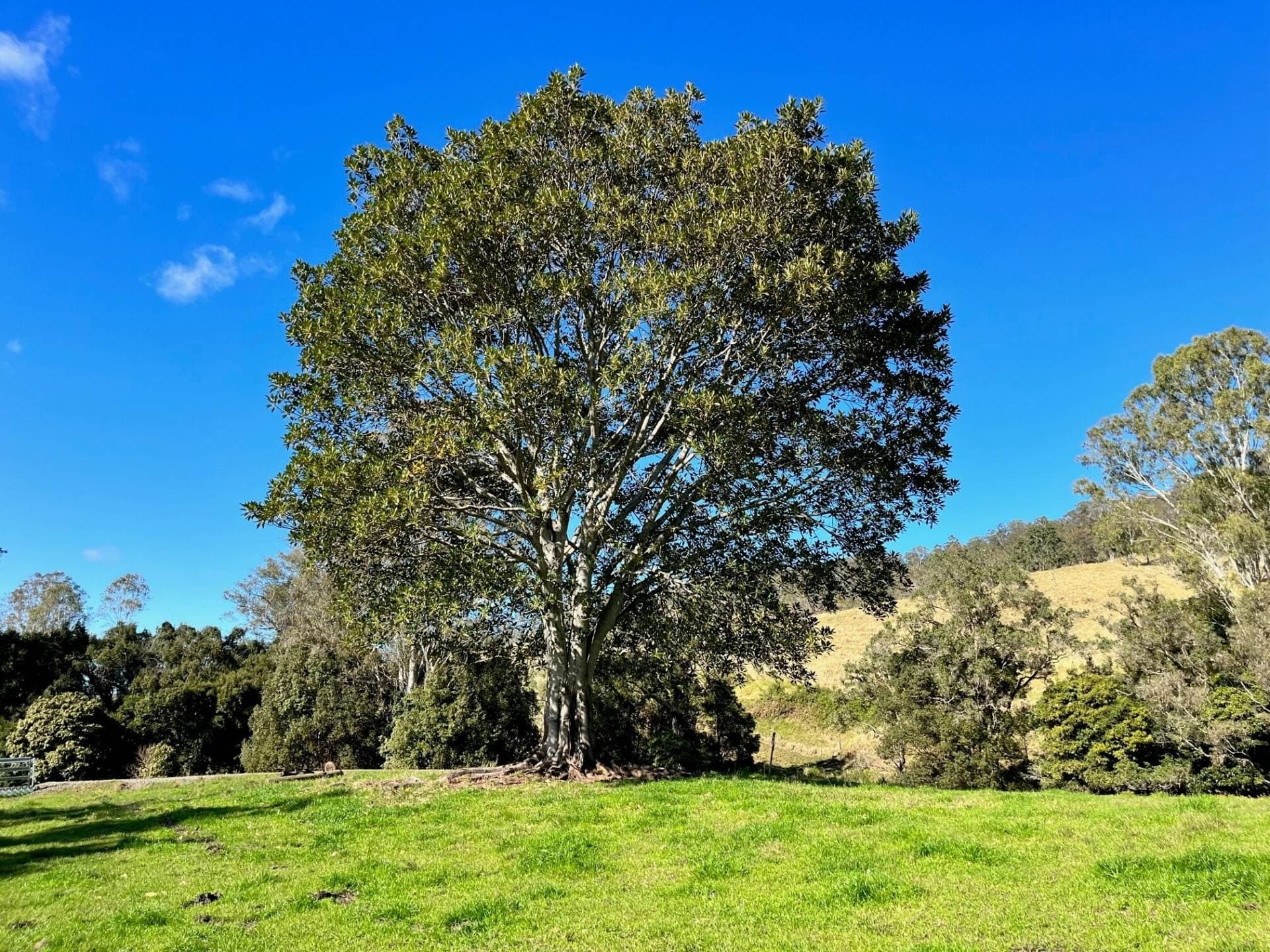 318 Hillyards Road, Kyogle - Thumbnail 5