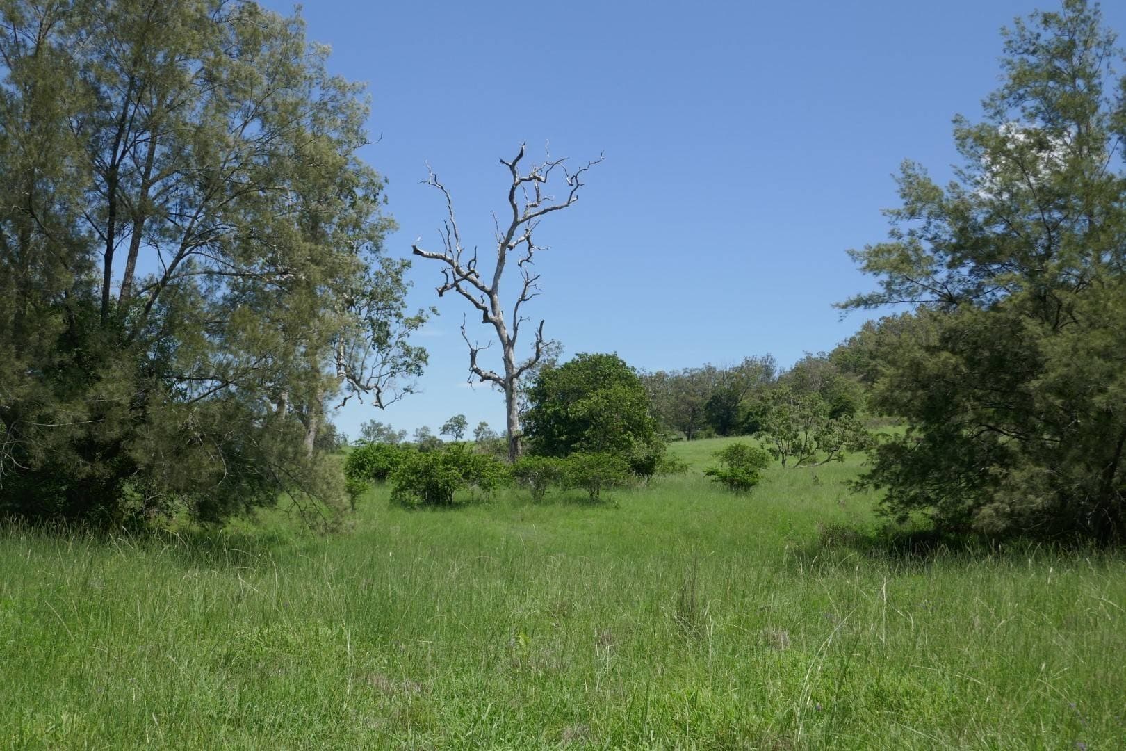 Lot 5 Blackhorse Road, Kyogle - Thumbnail 8