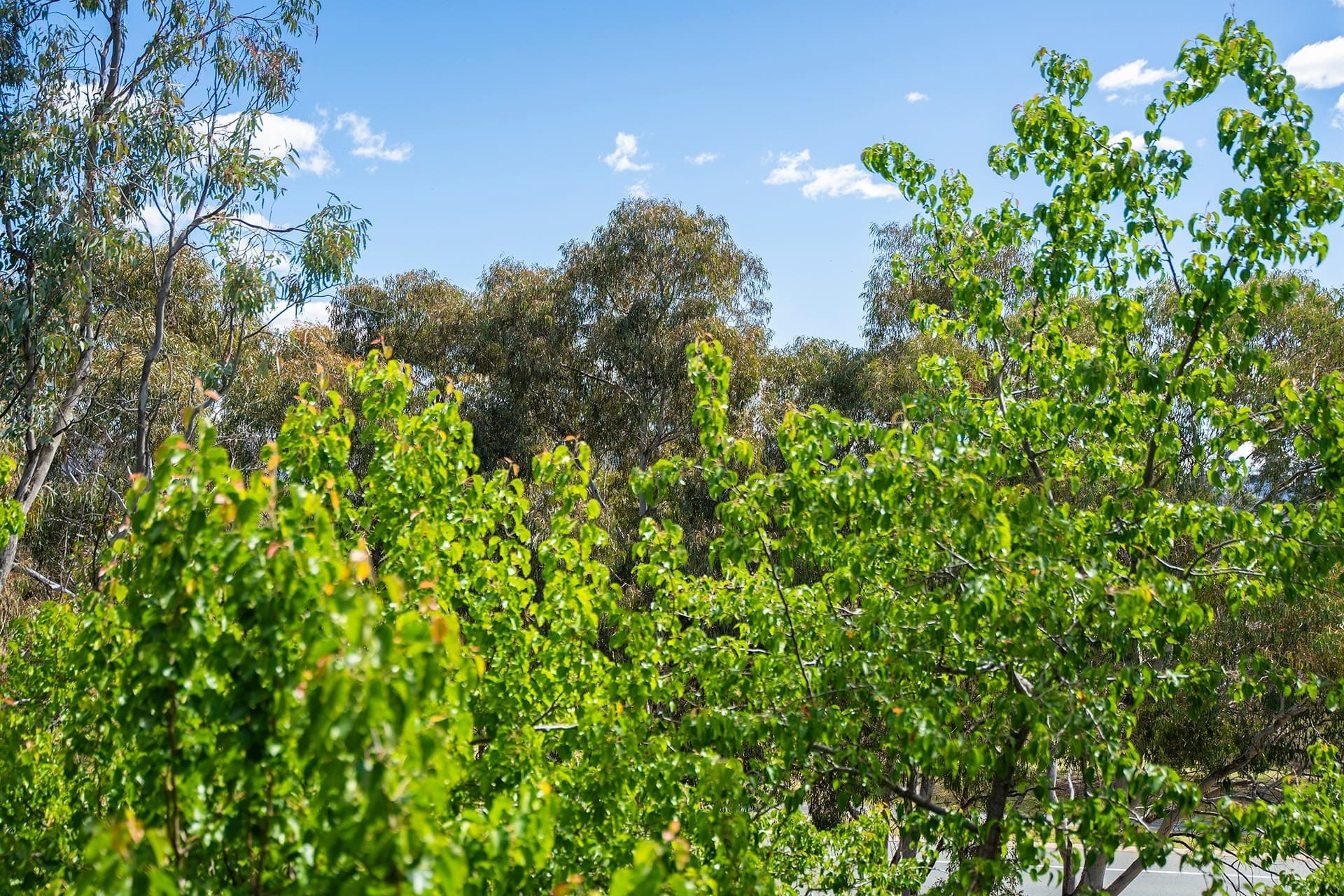 20, 108 Athllon Drive, Greenway ACT 2900, Greenway - Thumbnail 4