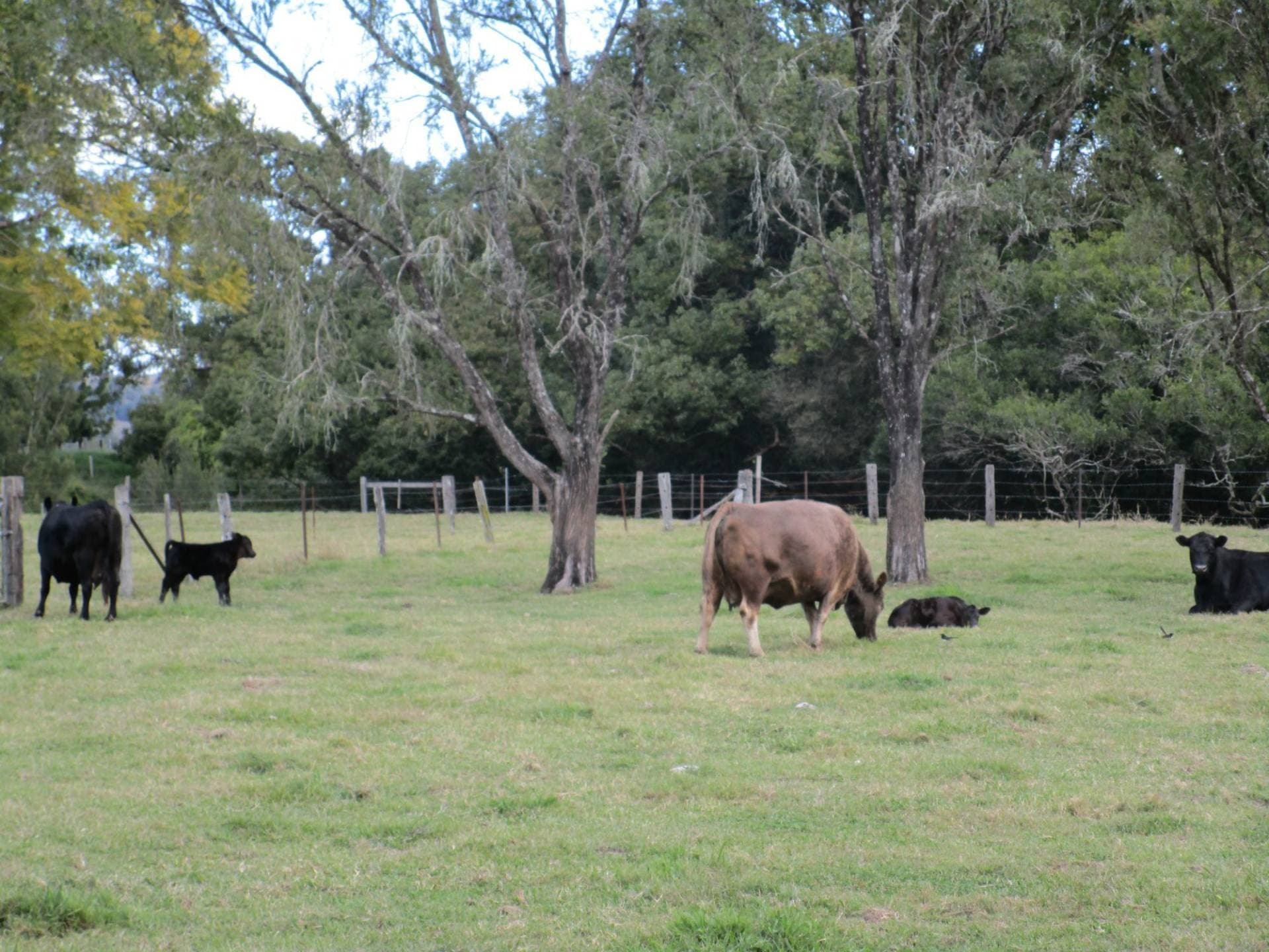 18-30 Larkin Street, Kyogle - Thumbnail 6