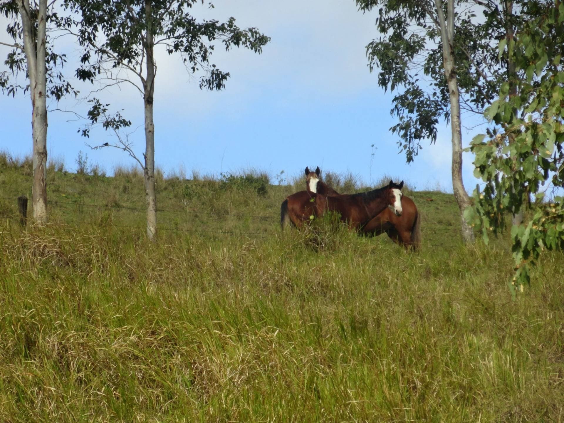 641 Iron Pot Creek Road, Kyogle - Thumbnail 4