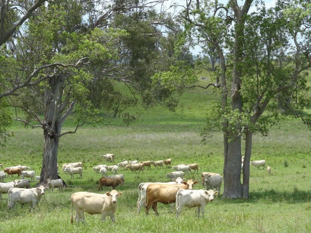 226 KNIGHTS ROAD St, Kyogle - Thumbnail 5