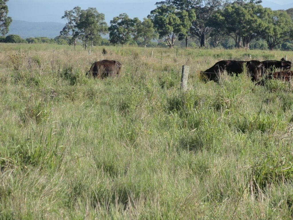 11574 Summerland Way, Kyogle - Thumbnail 3