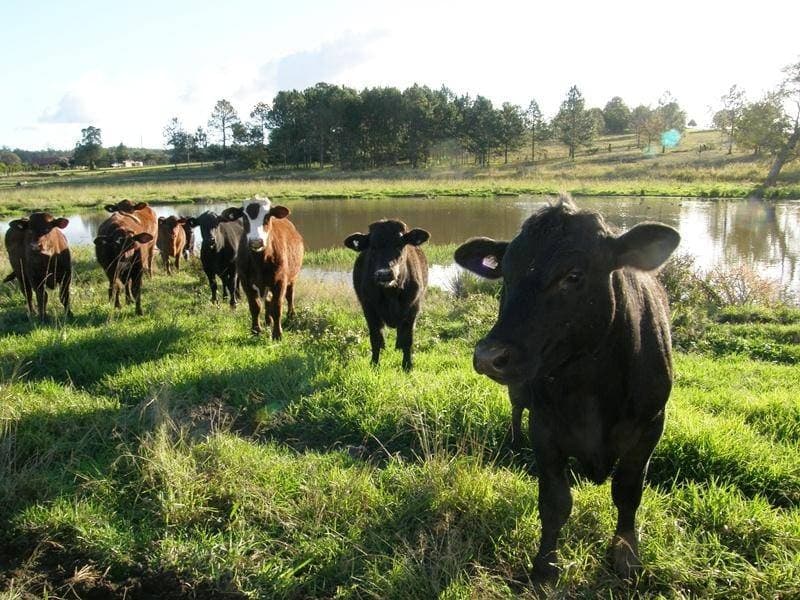 Lot 16 Sextonville Road, Kyogle - Thumbnail 6
