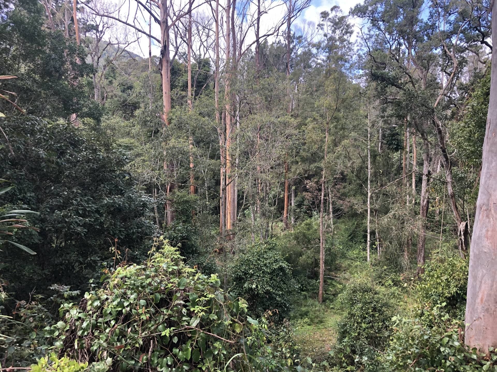 530 Sawpit Creek Road, Kyogle - Thumbnail 2