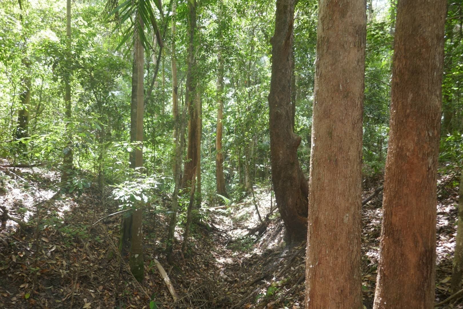 224 Davis Rd, Kyogle - Thumbnail 4