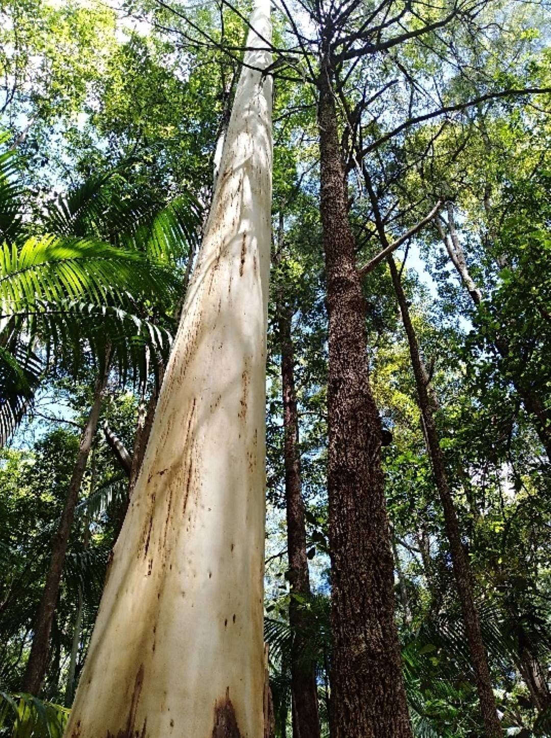 224 Davis Rd, Kyogle - Thumbnail 6