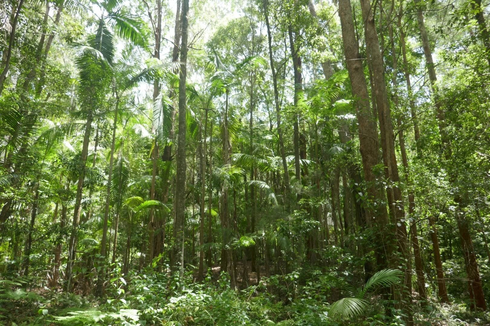 224 Davis Rd, Kyogle - Thumbnail 7