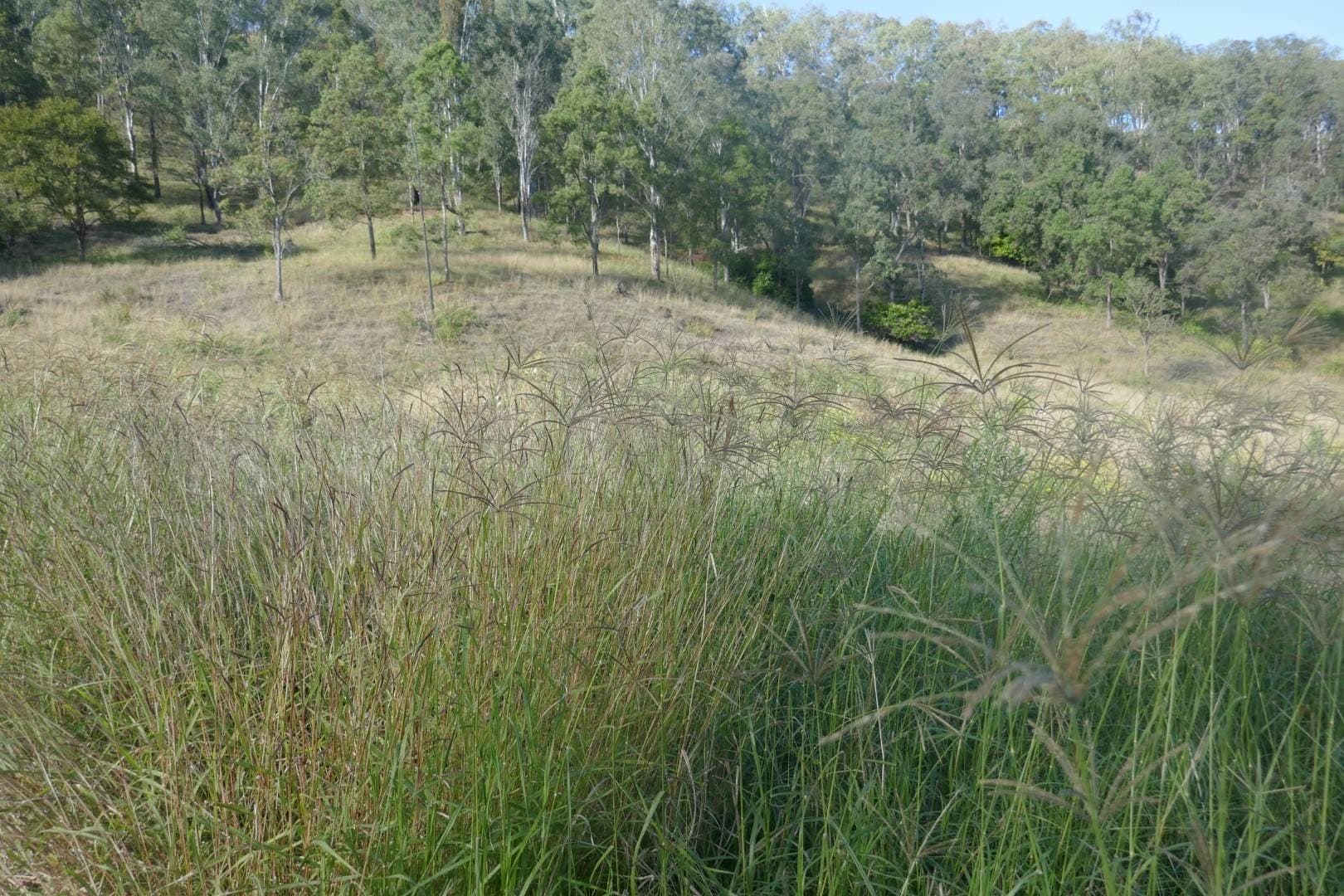 378 Bonners Lane, Kyogle - Thumbnail 5