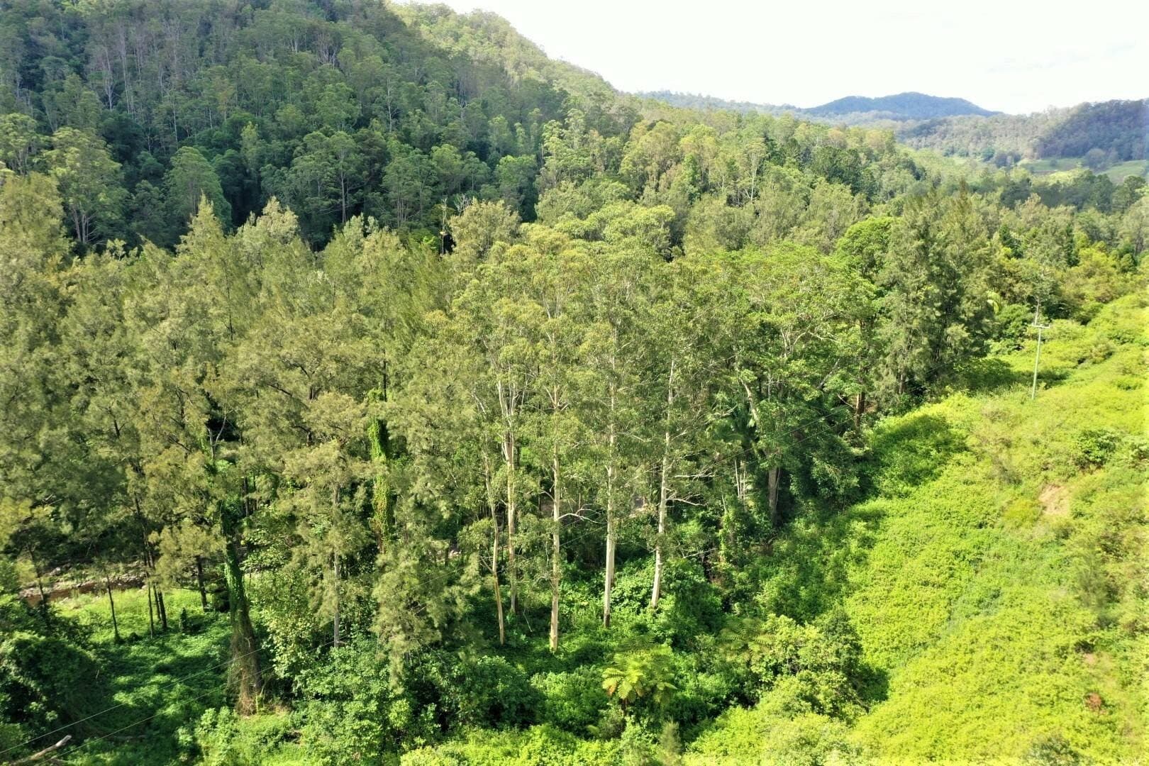 1100 Horseshoe Creek Road, Kyogle - Thumbnail 5