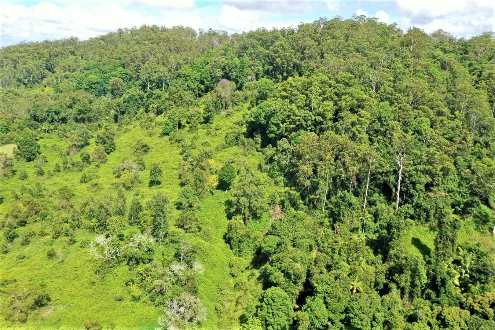 1100 Horseshoe Creek Road, Kyogle - Thumbnail 7