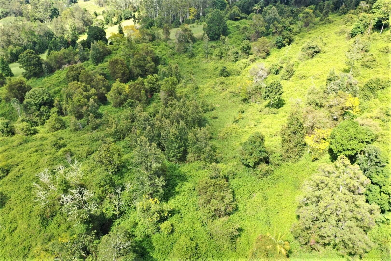 1100 Horseshoe Creek Road, Kyogle - Thumbnail 8