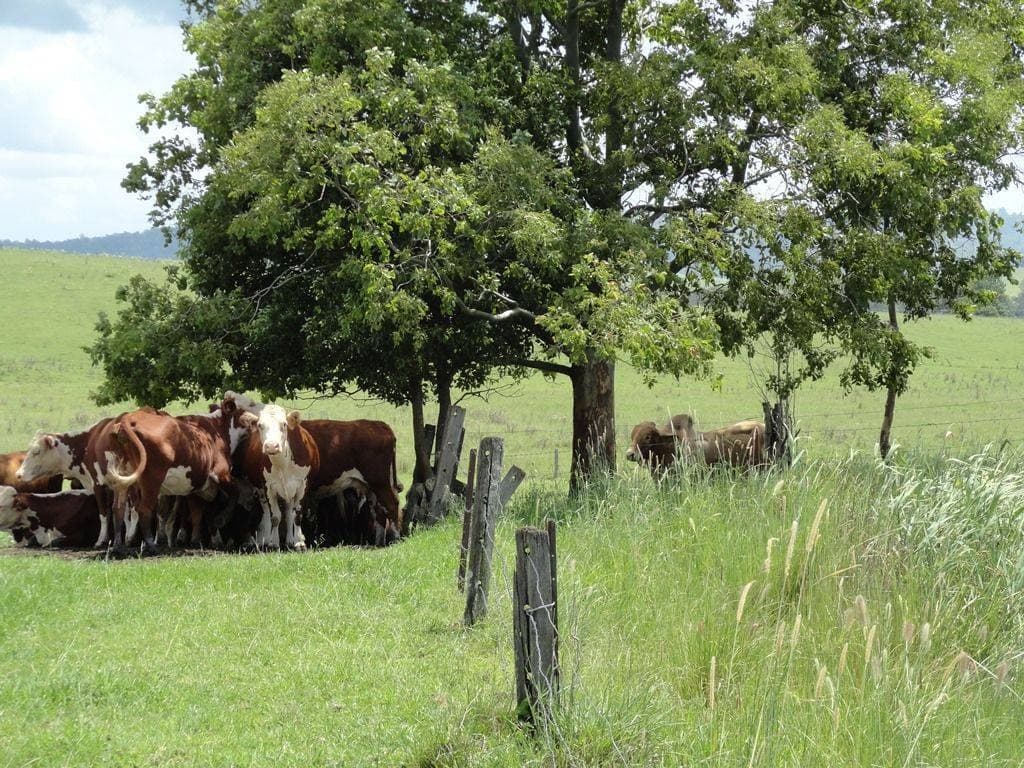 292 Fawcetts Plain Road, Kyogle - Thumbnail 2
